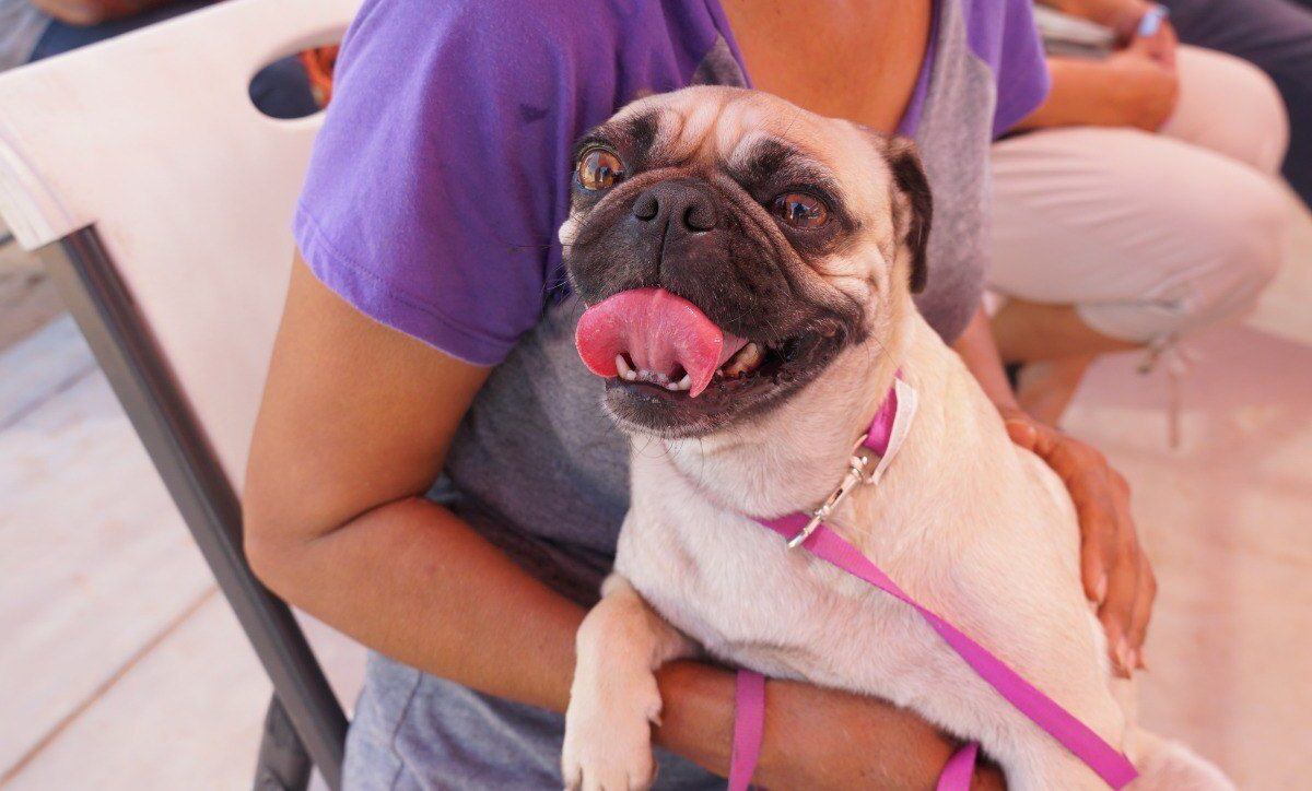 Es importante proteger a las mascotas de garrapatas: Salud Pública