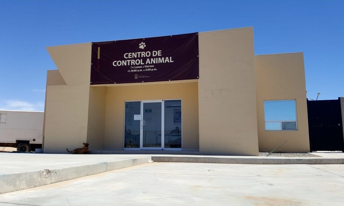 Resalta Salud Pública importancia de esterilizar a mascotas