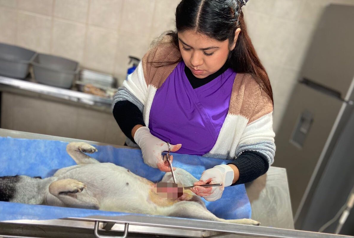 Suma CCA 92 mascotas esterilizadas durante febrero