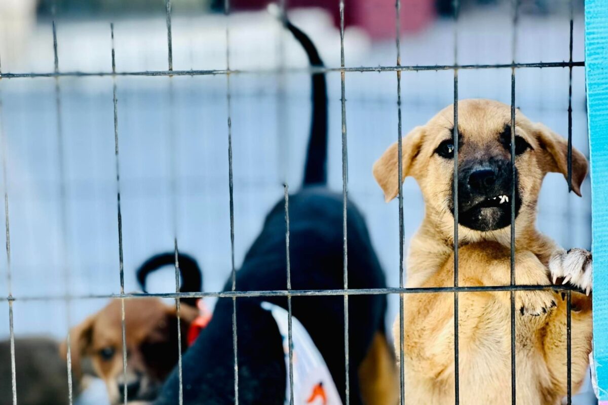 Este jueves 2da. jornada de adopciones de mascotas del CCA