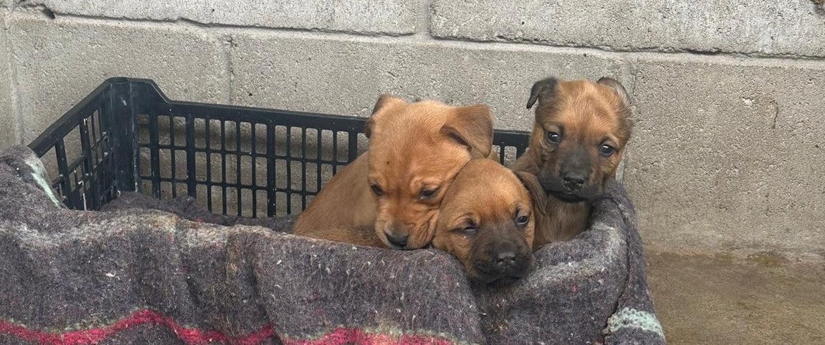 Control Animal Municipal anuncia nuevas mascotas para adopcion