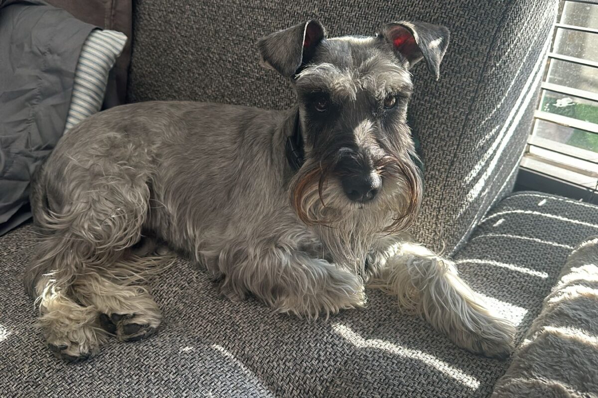 Llaman a cuidar a mascotas ante bajas temperaturas