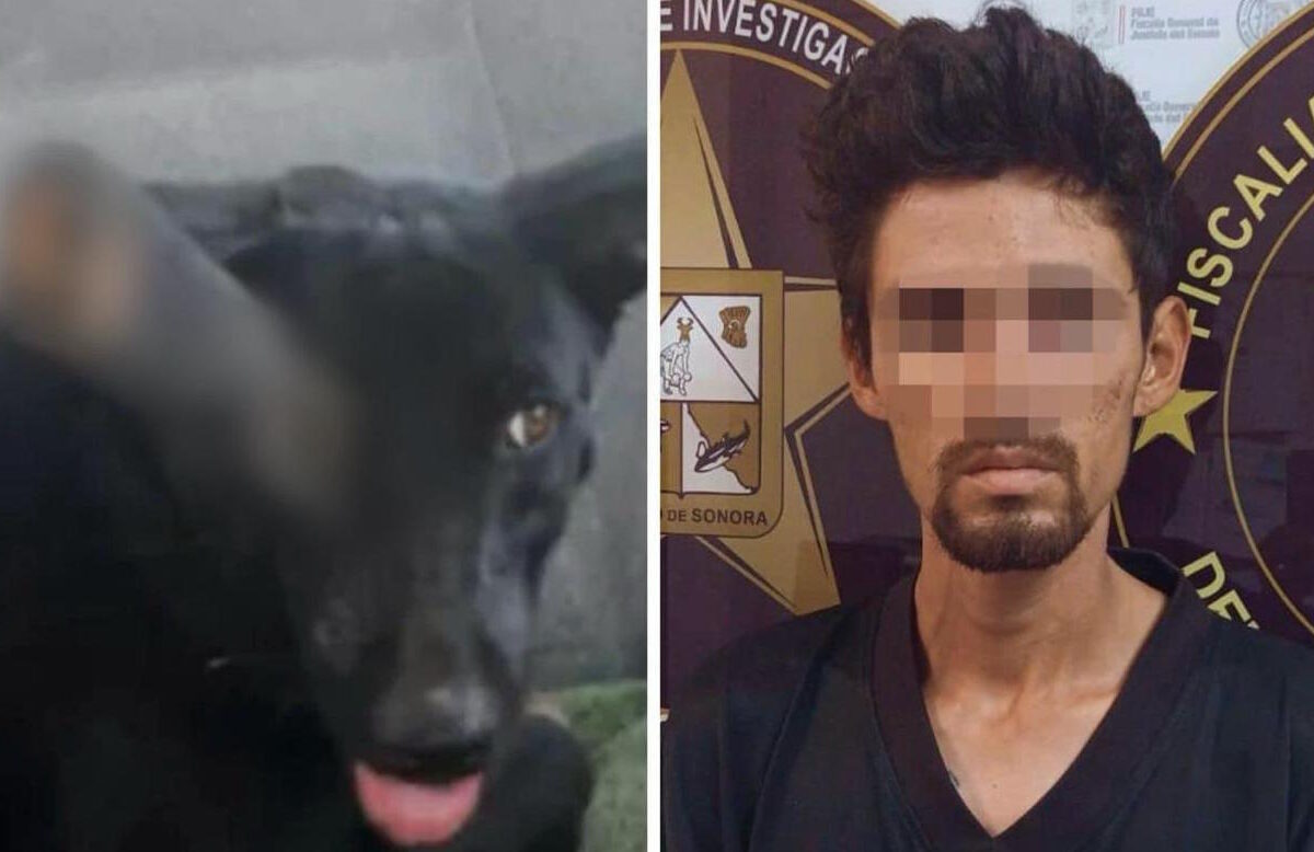 Condenan a sanluisino de 2 años y 6 meses de prisión para agresor de “Negrita”