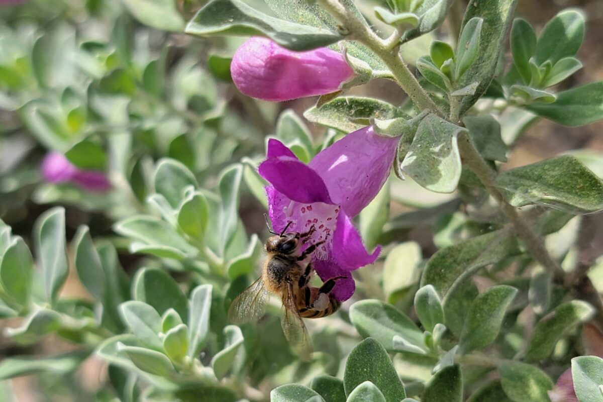 Exhortan a respetar y tener cuidado con enjambres de abejas
