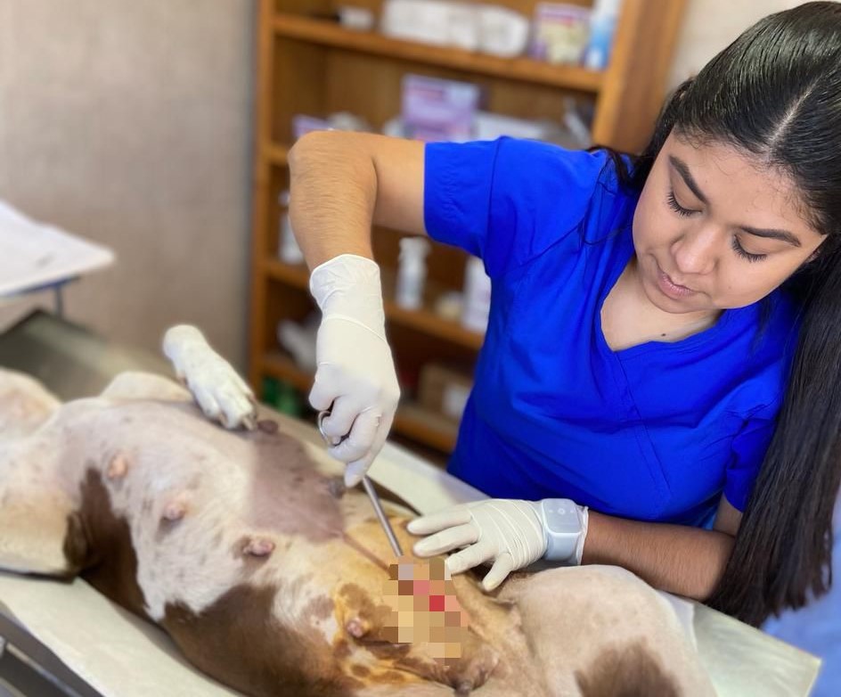 Se abre agenda de esterilizaciones para mascotas en CCA