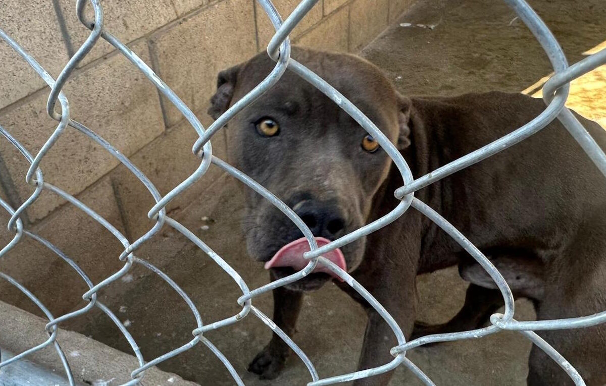 Nuevas mascotas disponibles en CCA para adoptar