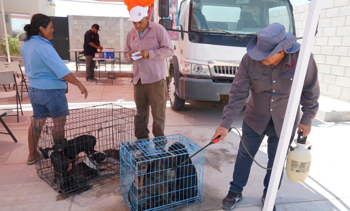 Recomienda Salud Pública baños garrapaticidas para mascotas en esta temporada