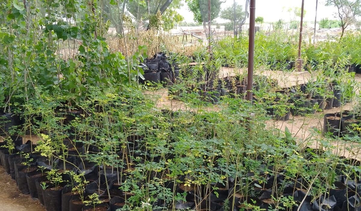 Tiene Vivero Municipal nuevas plantas disponibles