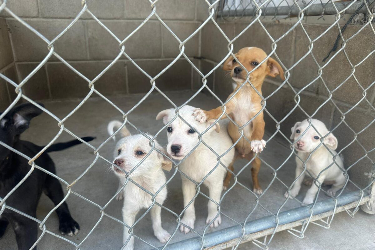 “Lleven a casa a un nuevo amigo”: CCA