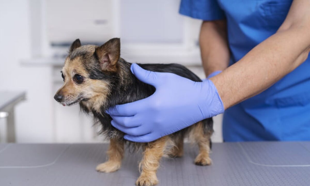 Abrirá CCA nueva agenda de esterilizaciones este viernes