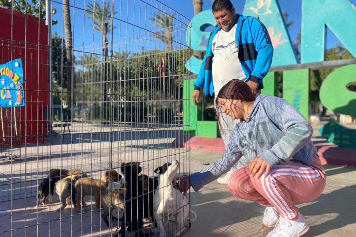 Van 522 mascotas esterilizadas en CCA