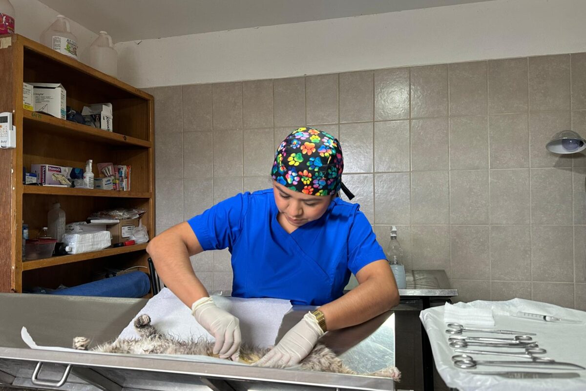 Prepara CCA nueva agenda de esterilizaciones