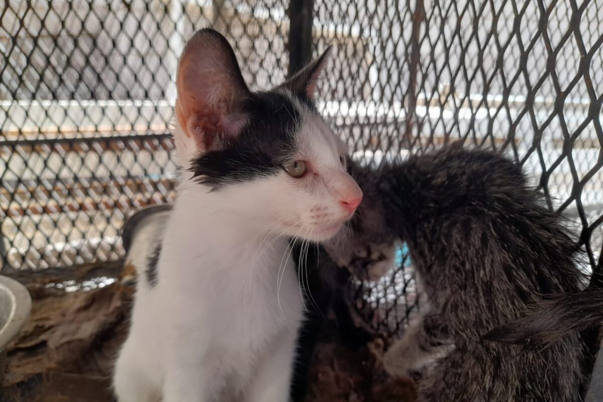 Recuerda CCA servicios para gatos domésticos
