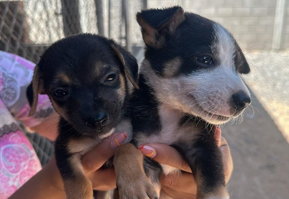CCA llevará perritos para adopción al parque La Tortuga