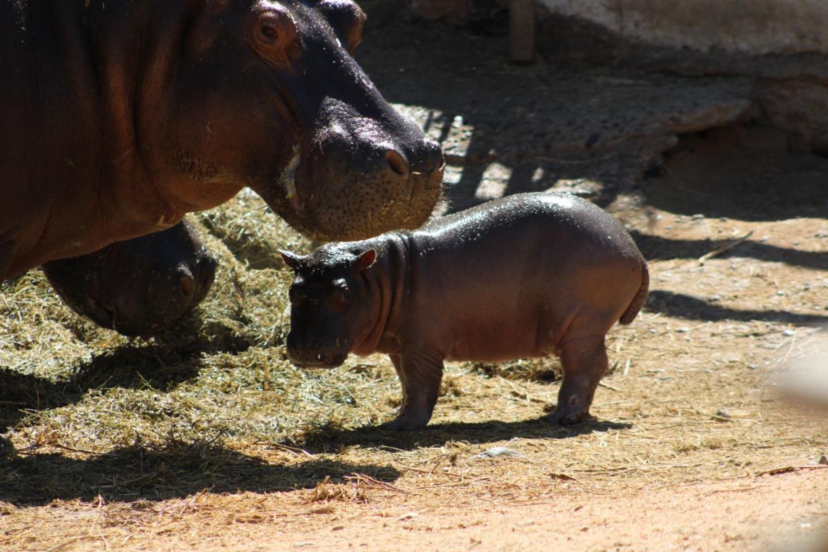 Nace cría de hipopótamo en el Centro Ecológico de Sonora 