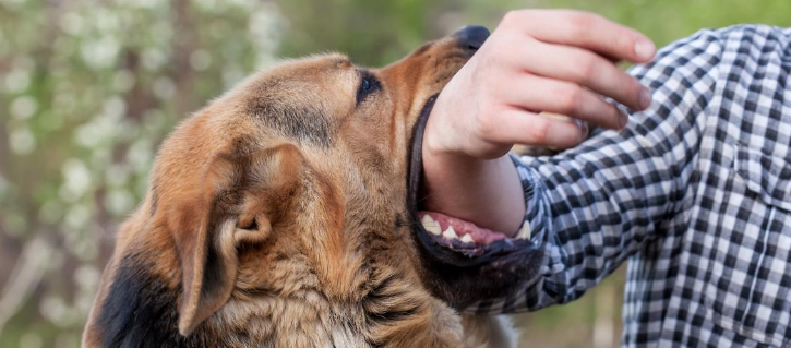 “Perros agresivos atacan a menor en SLRC”