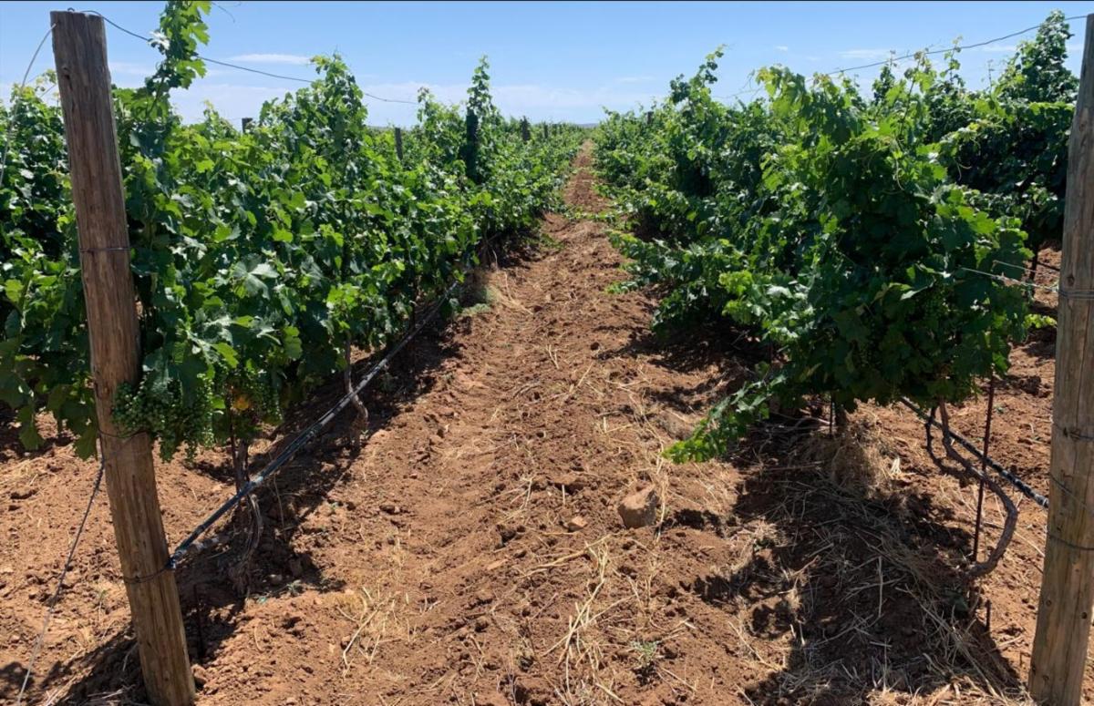 Sonora mantiene el primer lugar en producción de uva de mesa en México 